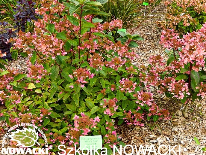 Hydrangea paniculata 'Wim's Red' ® / hortensja bukietowaNowacki ...